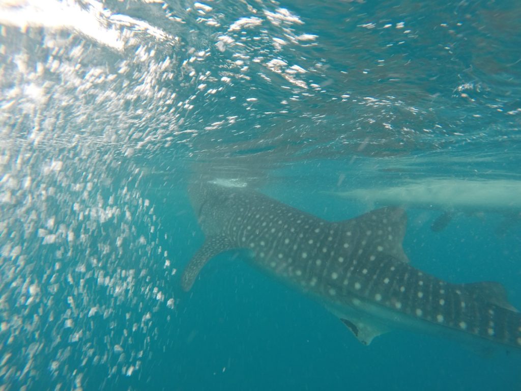 Oslob Whale Sharks watching