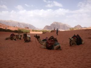 Wadi Rum camel tours
